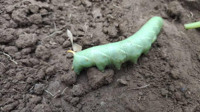 豆天蛾 豆虫 大青虫 昆虫 八戒虫子