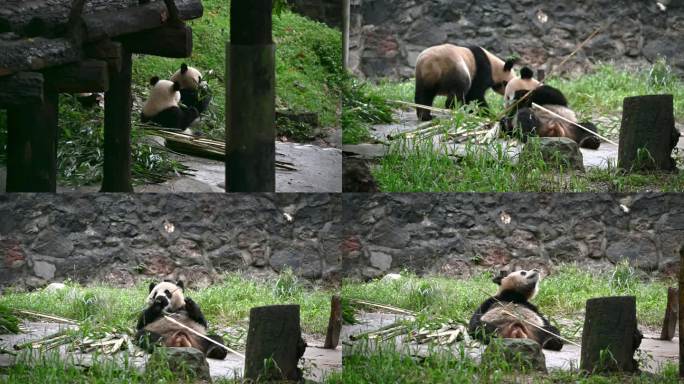 都江堰中华大熊猫苑的熊猫