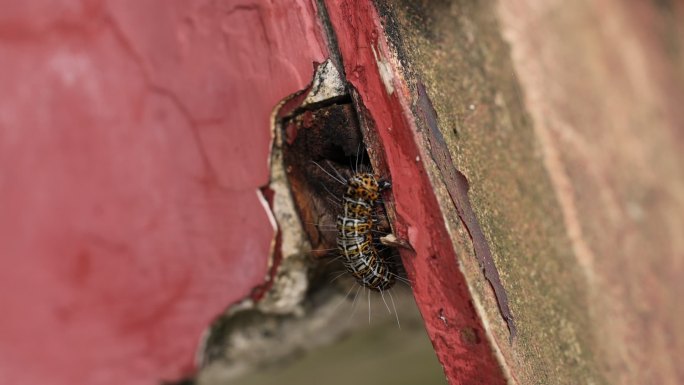 户外博物课毛毛虫caterpillar