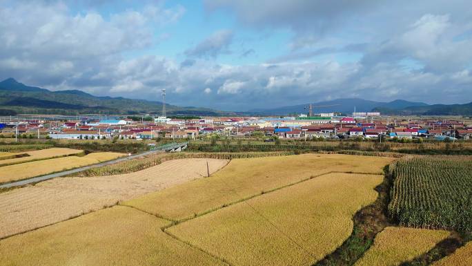 4k航拍 金黄色稻田远山村庄 吉林舒兰