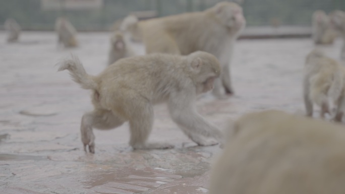 山西阳城蟒河景区猴子灰片