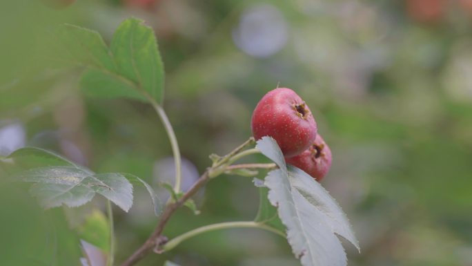 山楂树上的山楂