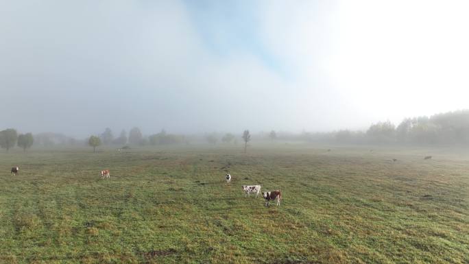 湿地草场晨雾牛群