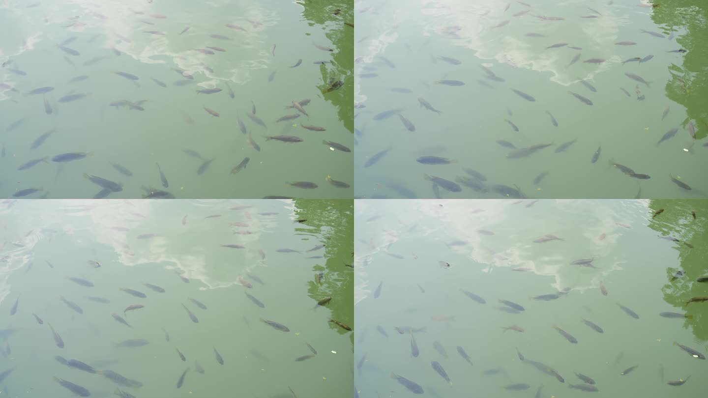 河里小鱼 鱼群