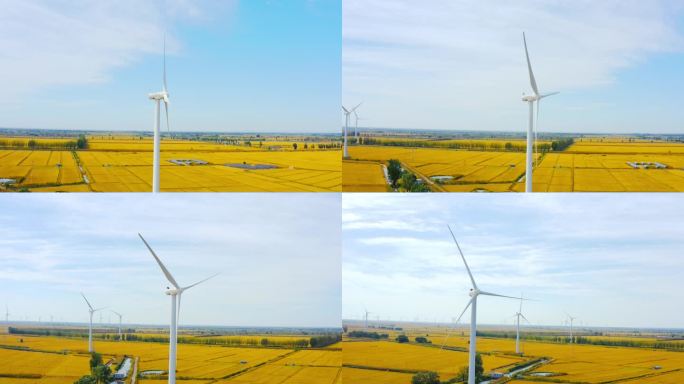 大米和水稻田和风力发电机