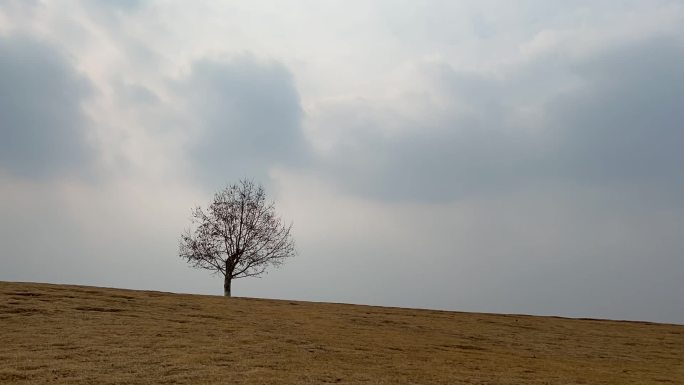 草原上孤独的树