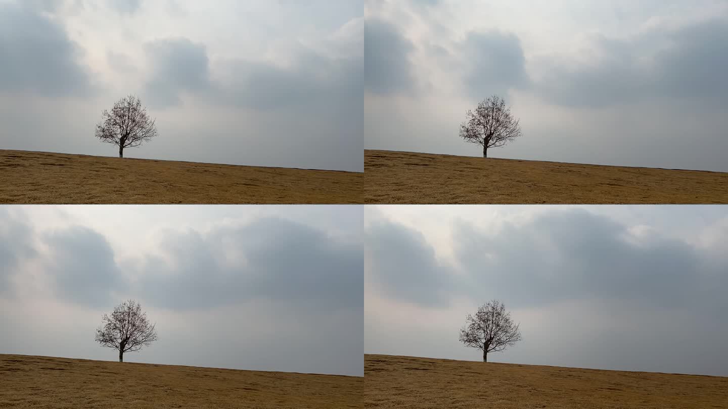 草原上孤独的树