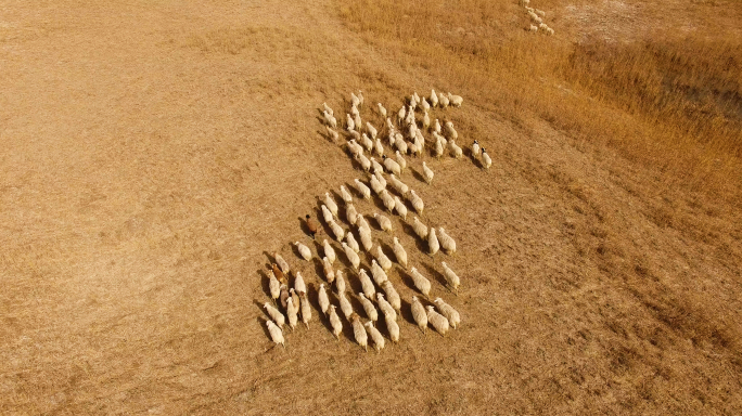新疆和田于田 龙湖湿地旁羊群 航拍