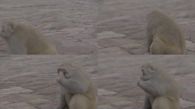 山西阳城蟒河猴子灰片