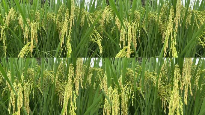 南方水稻种植地、稻田、稻谷