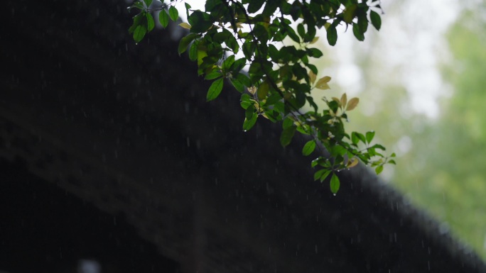 沧浪亭雨景