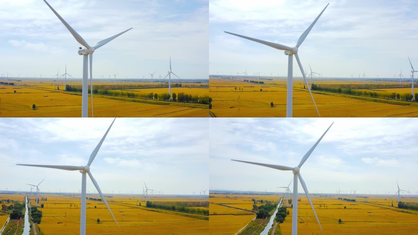 大米和水稻田和风力发电机