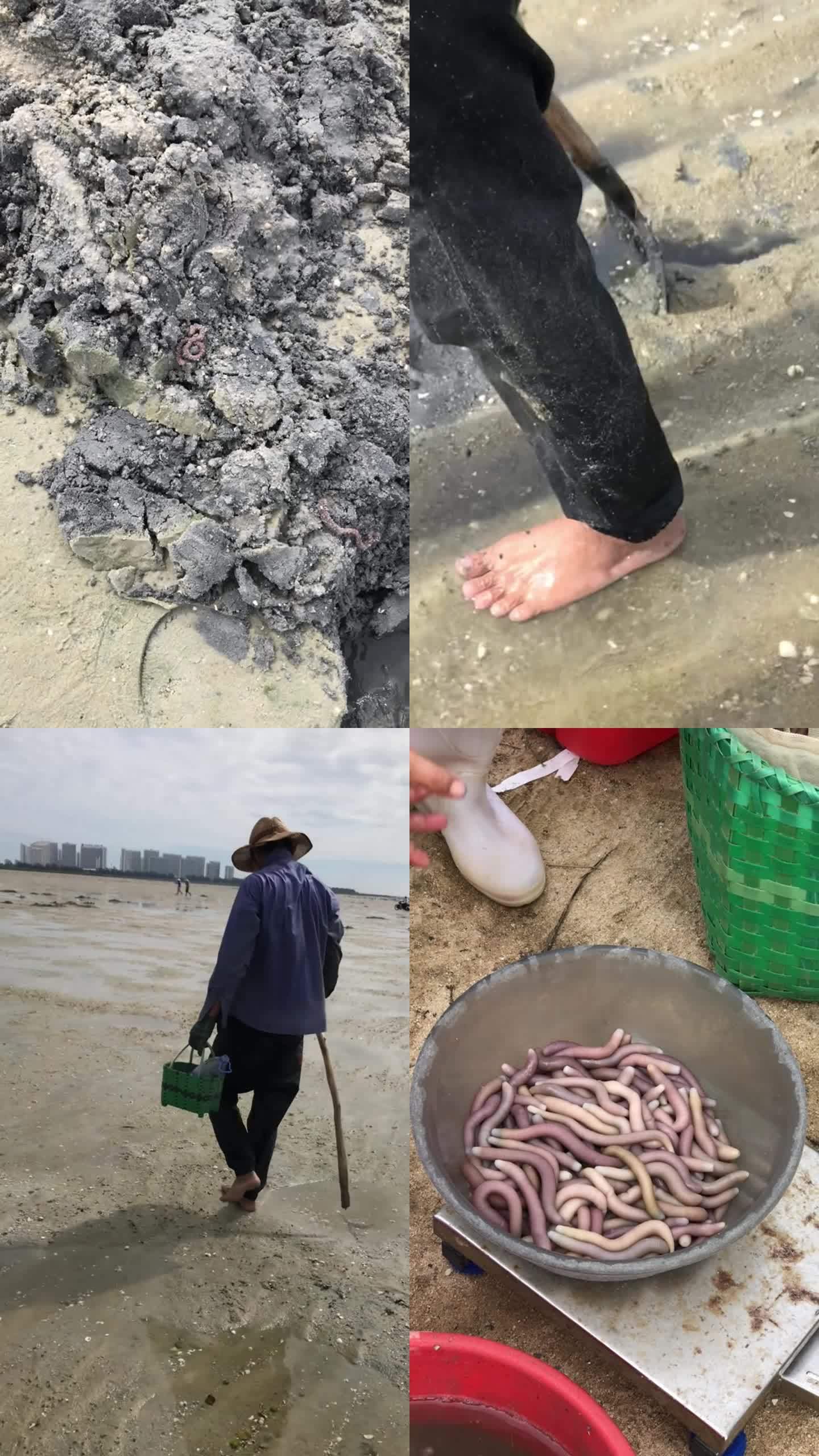 渔民赶海海滩边挖沙虫北海沙虫方格星虫