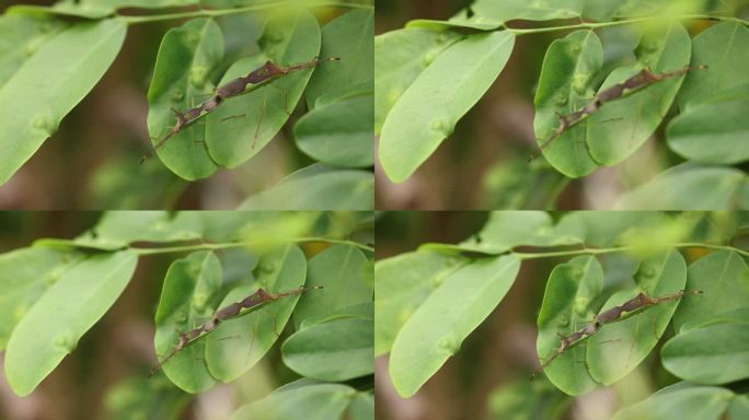 户外博物课昆虫交配公母虫子动物繁殖绿叶