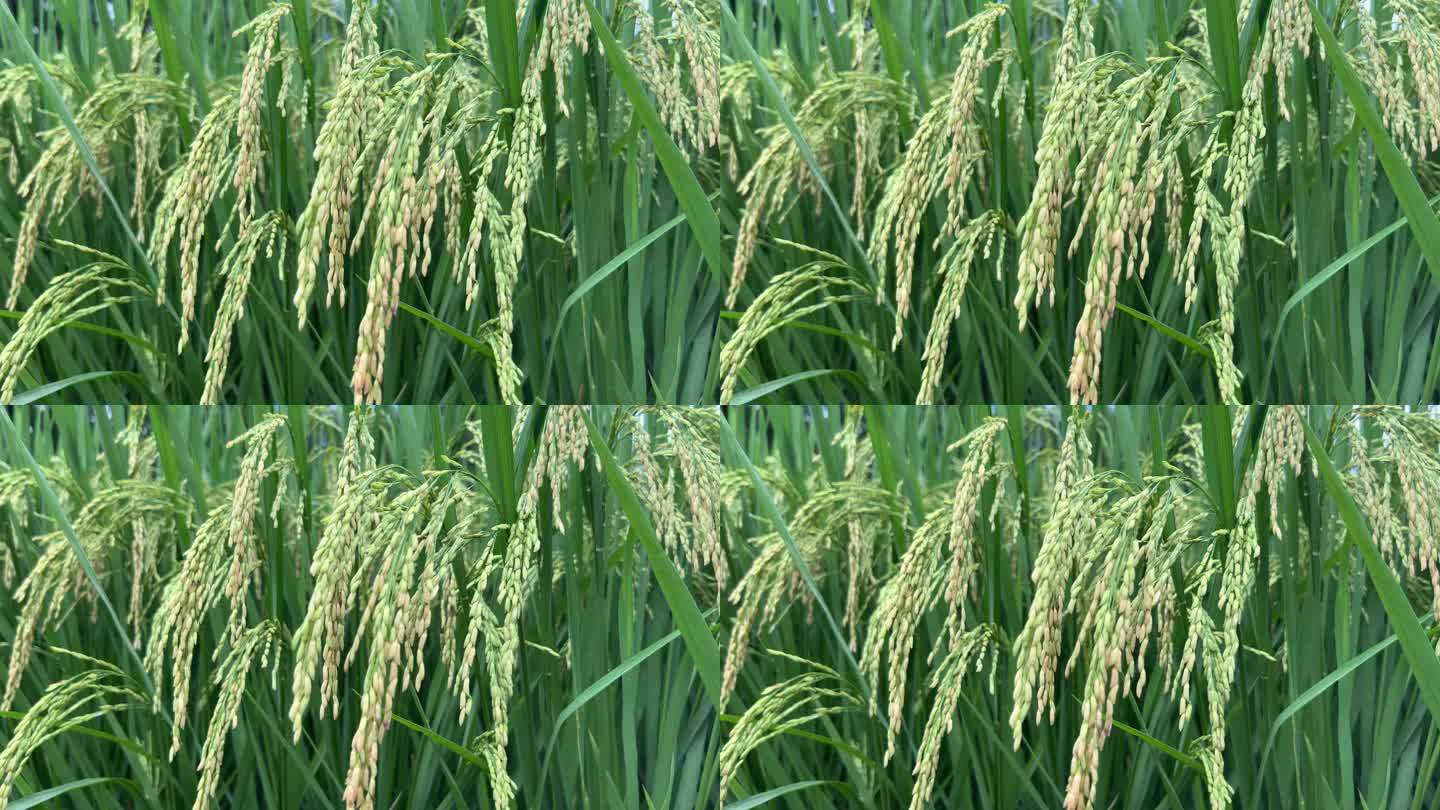南方水稻种植地、稻田、稻谷