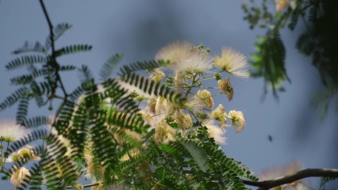 夏天植物风中摇曳01360422