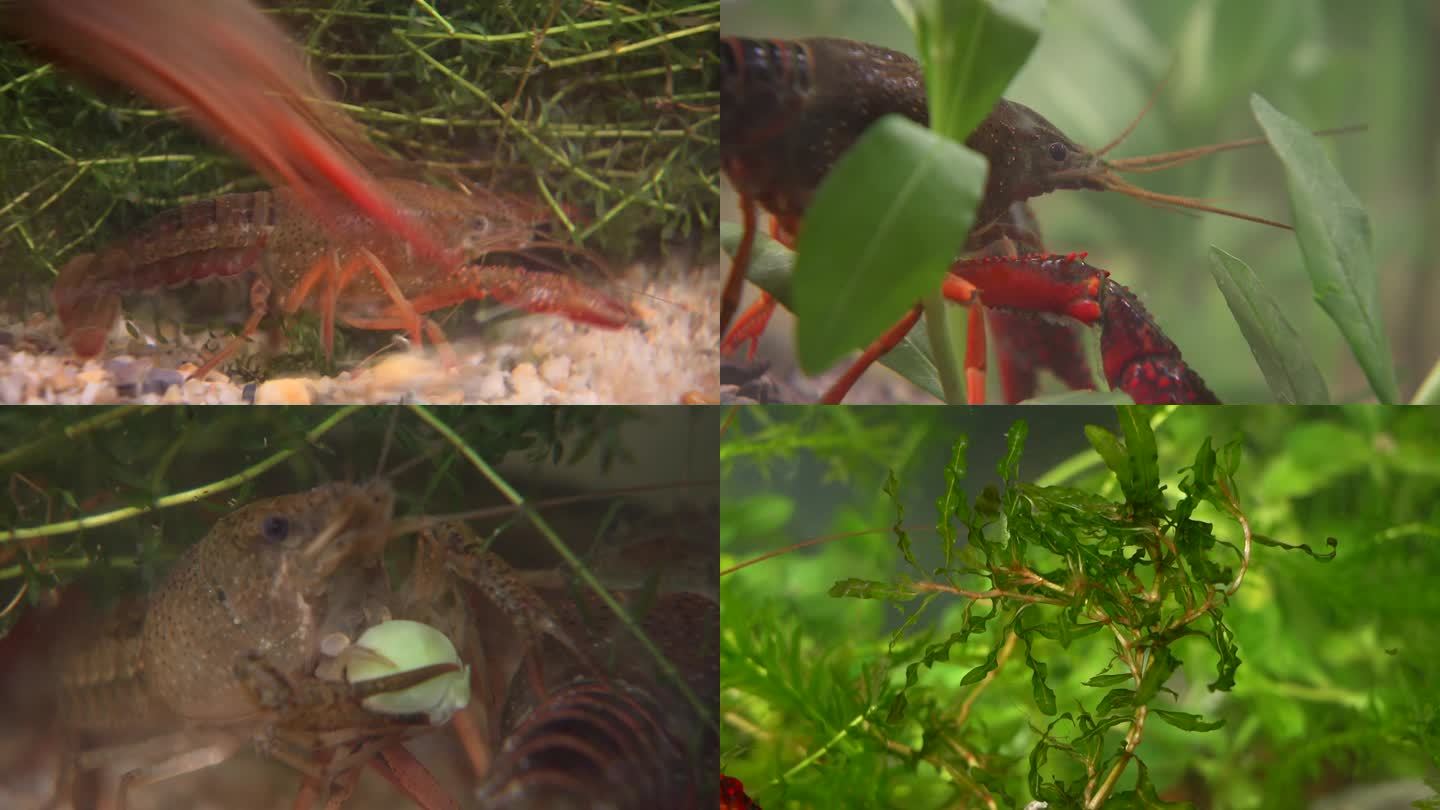 小龙虾水下拍摄 极致观赏 喂食 吃东西
