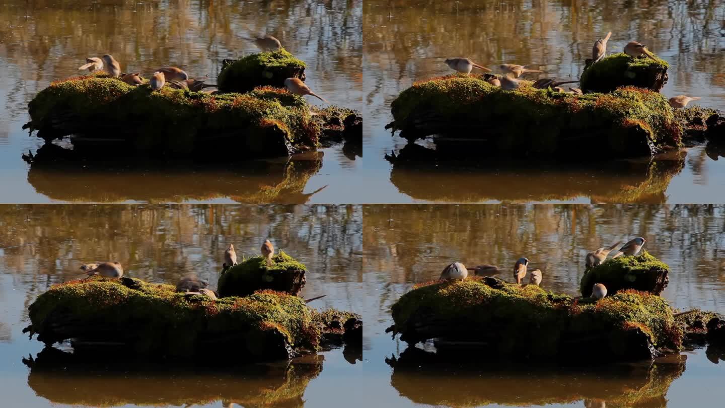 文须雀鸟在湿地土丘上嬉戏觅食