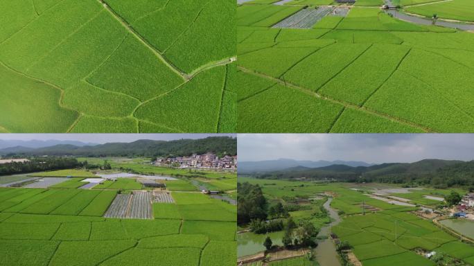 08农田 水稻田