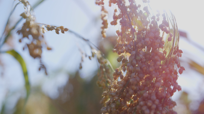 黍子年糕农作物宣传空镜头唯美秋天农田