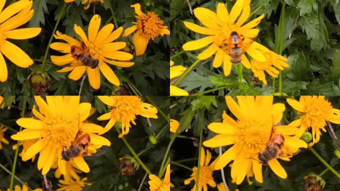 蜜蜂、黄金菊实拍素材2