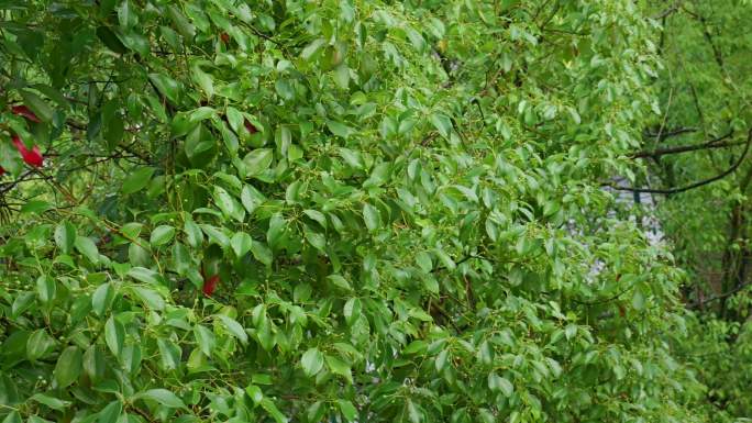 夏天夏季植物树叶上面的雨滴下雨