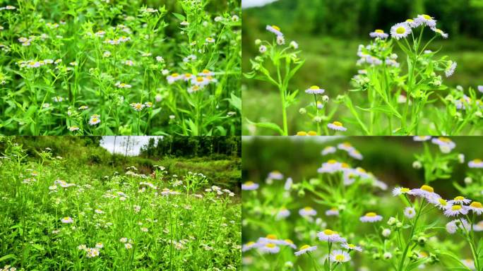 （有版权）4k治疟草野花植物花朵一年蓬