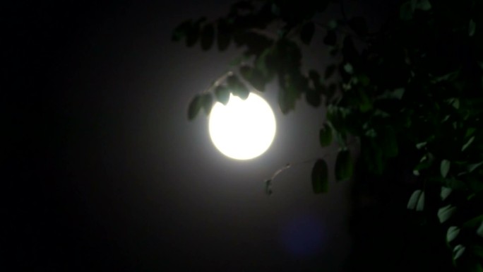 中秋月亮赏月树叶飘月亮枝头十五明月夜空