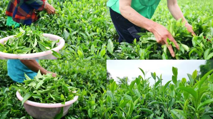 （有版权）茶园4K美丽清明茶茶山茶叶