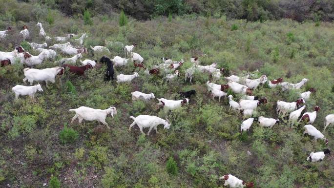 山坡上吃草的羊群