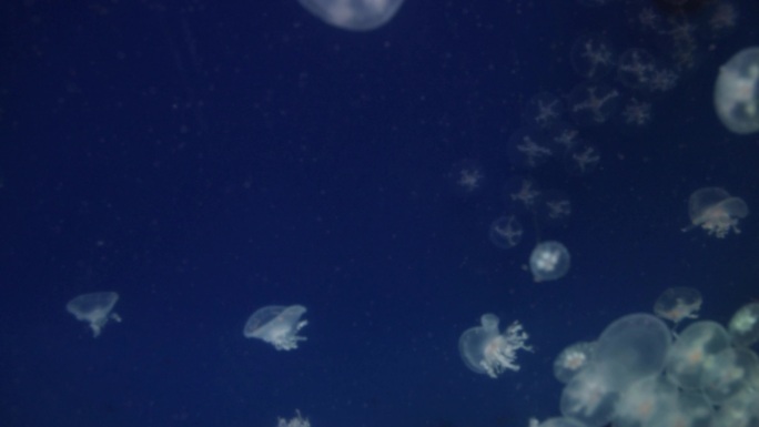 海洋馆 海底世界 氛围 放假 海洋生物