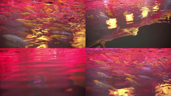 中秋节的文庙鲤鱼池