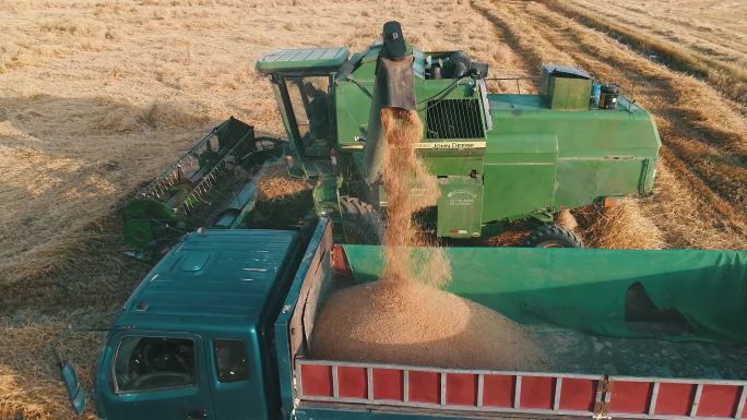 新疆巴里坤：优质小麦收割忙