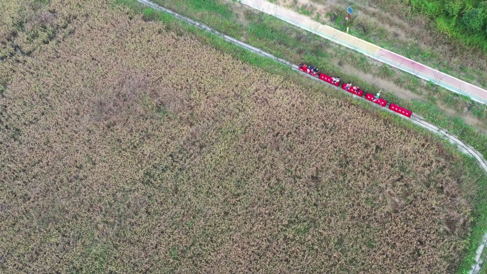 航拍重庆北碚虎头山稻野农场行驶稻田小火车