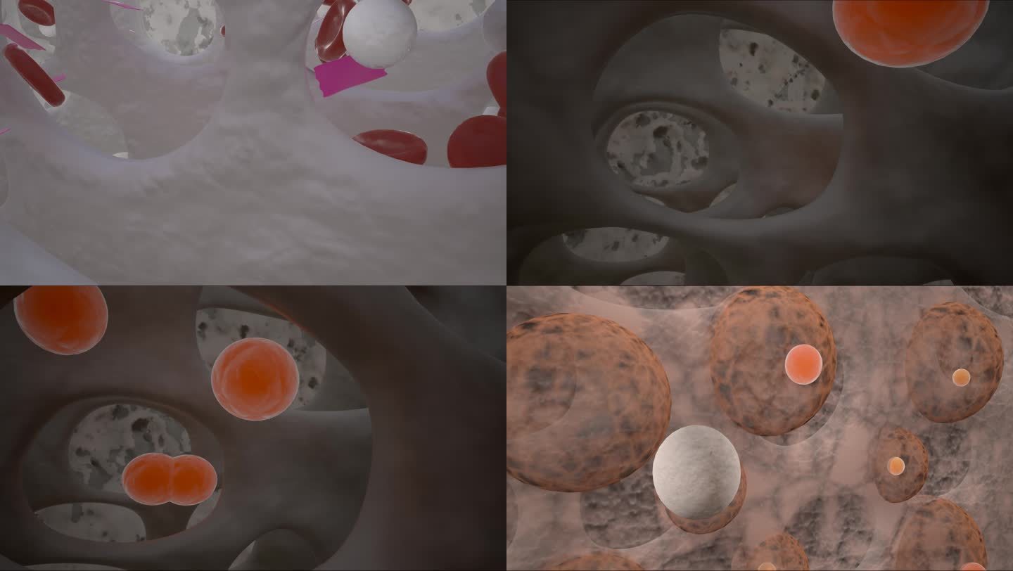 造血干细胞 骨髓细胞 干细胞分化三维动画