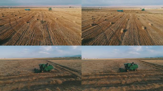 新疆巴里坤：优质小麦收割忙