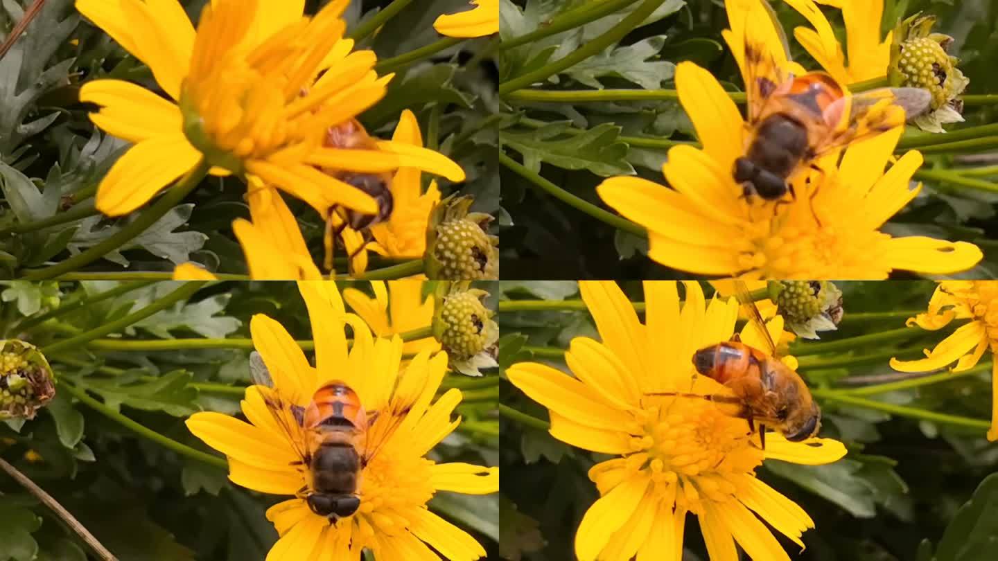 蜜蜂、黄金菊实拍素材4
