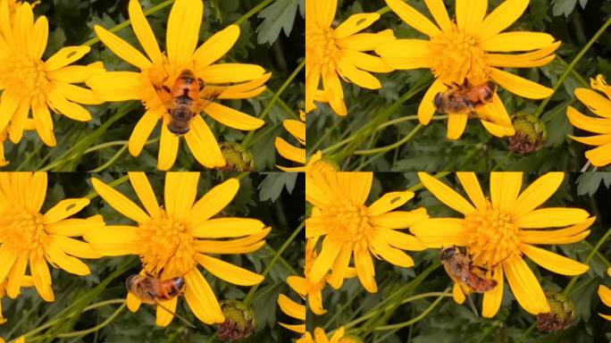 蜜蜂、黄金菊实拍素材1