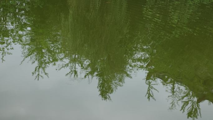 池塘倒影影子柳树树木庭院