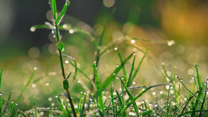 清晨露水露珠