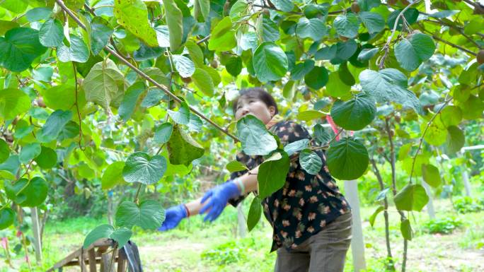 奇异果 猕猴桃种植基地