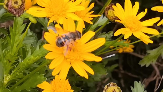 蜜蜂、黄金菊实拍素材6