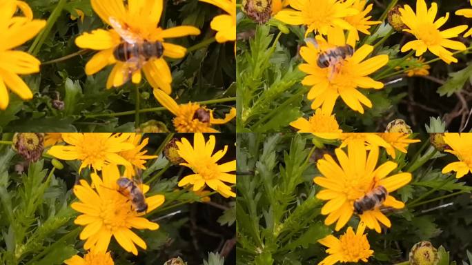蜜蜂、黄金菊实拍素材6