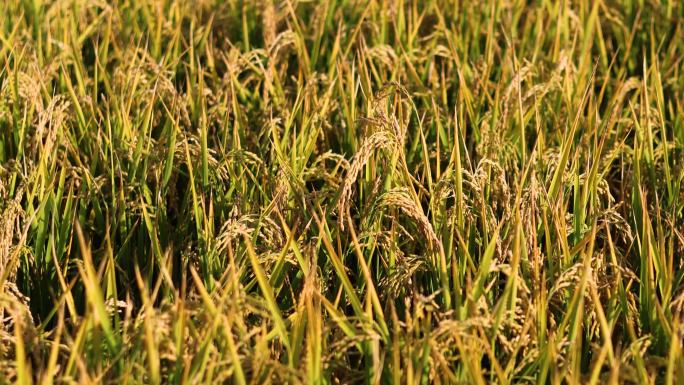 4k水稻种植丰收唯美水稻1