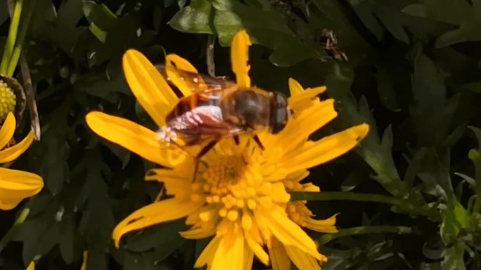 蜜蜂、黄金菊实拍素材5