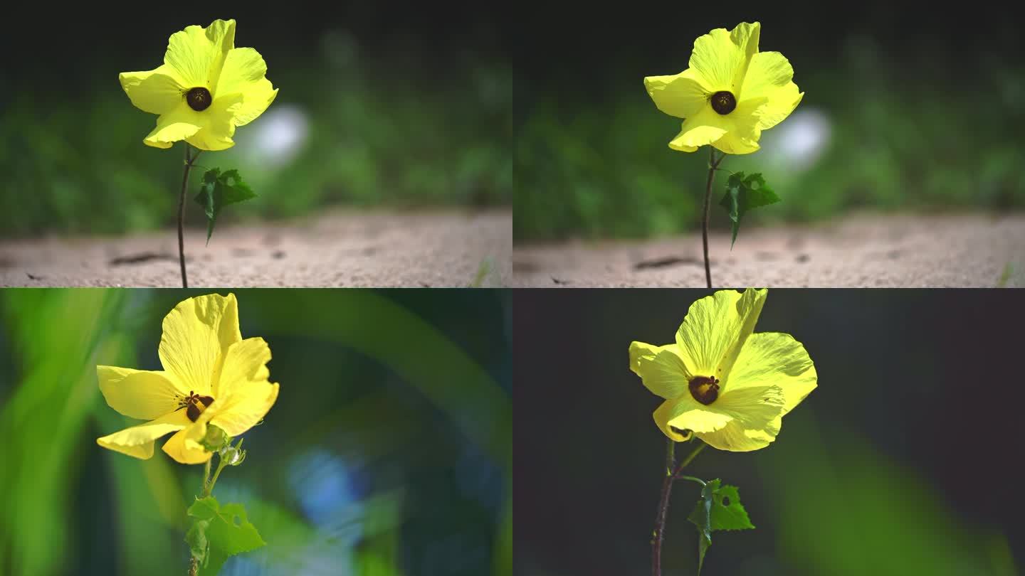 金花葵 黄色花朵