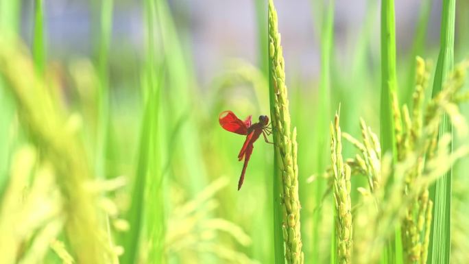 水稻 蜻蜓 大米