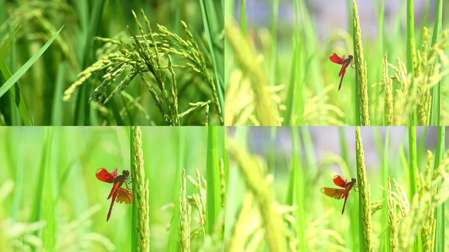 水稻 蜻蜓 大米