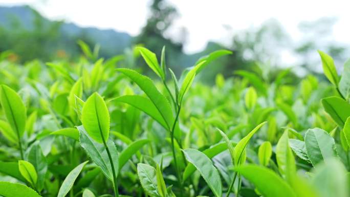 （有版权）4K美丽清明茶茶园茶山茶叶