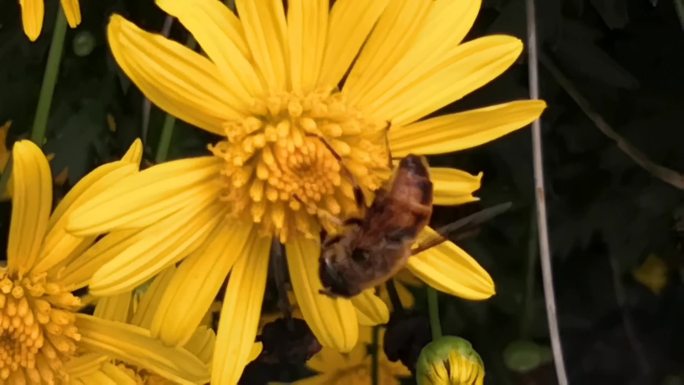 蜜蜂、黄金菊实拍素材3
